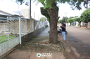 Arvores da rua Goiás estão danificando calçadas e muros de residências  Arvores da rua Goiás estão danificando calçadas e muros de residências