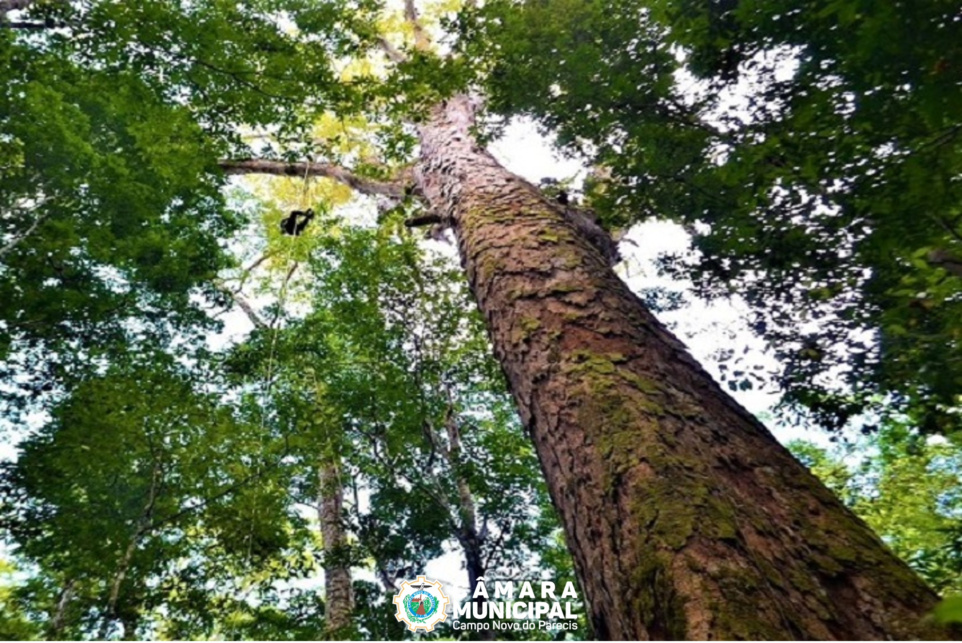 Indicação visa realização de arborização na pista de caminhada da Rua Mandacaru