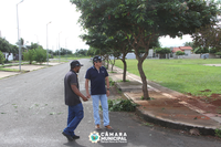 Poda de árvores dará maior visibilidade no trânsito