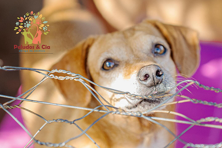 Vereadores debatem situação da castração animal e ações de apoio a Associação Peludos e Cia 