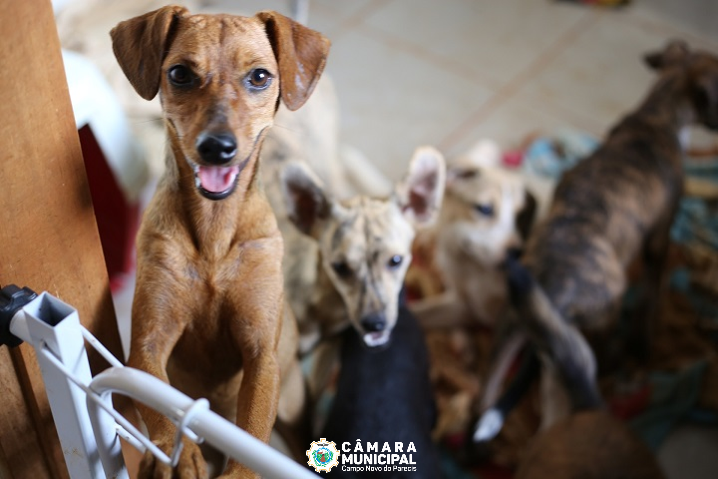 Vereadores indicam criação de Hospital Veterinário Público 